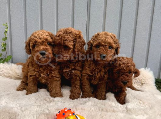 Sevi̇mli̇ Toy Poodle Yavrular görsel