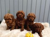 SEVİMLİ TOY POODLE YAVRULAR