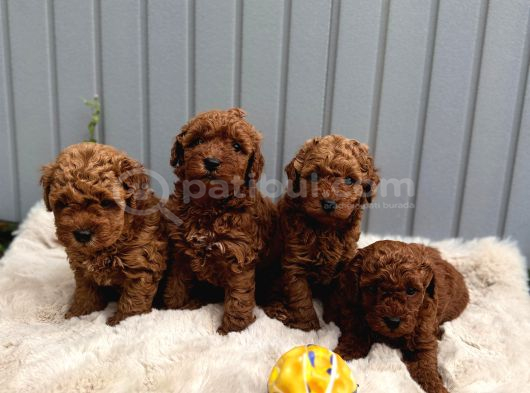 Sevi̇mli̇ Toy Poodle Yavrular