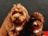 14 şubat doğumlu maltipoo erkek yavrular