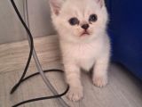 Bu Güzellikten Her Evde Olmalı