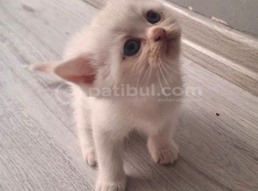 Bu Güzellikten Her Evde Olmalı görsel