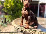 Kızıl King Doberman Yavru