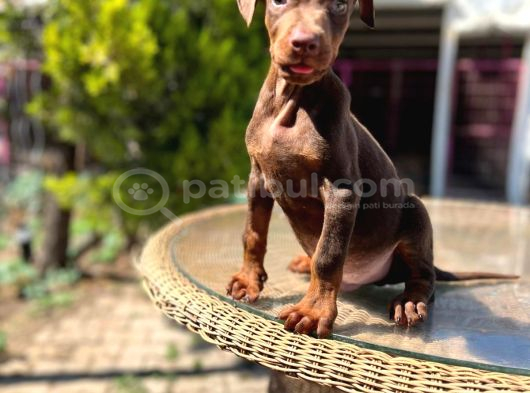 Kızıl King Doberman Yavru görsel