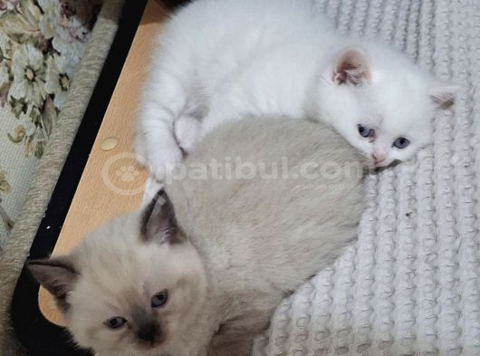 Çok Uyguna Iyi Aileler Asafkan Çok Sağlıklı Mutlu Kartopları İst görsel