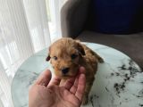 Çok Büyümeyen Minyatür Minnaklarım
