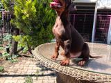 Kızıl King Doberman Yavru