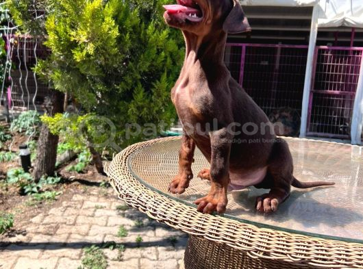 Kızıl King Doberman Yavru görsel