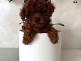 Toy Poodle Sevi̇mli̇ Yavrular Ev Üreti̇mi̇