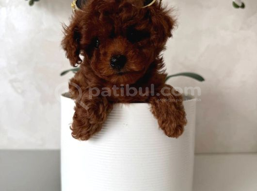 Toy Poodle Sevi̇mli̇ Yavrular Ev Üreti̇mi̇ görsel