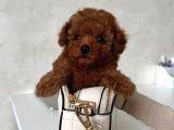 TOY POODLE SEVİMLİ YAVRULAR EV ÜRETİMİ