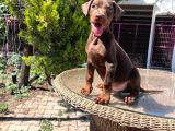 Kızıl King Doberman Yavru
