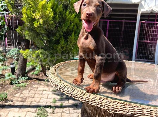 Kızıl King Doberman Yavru görsel