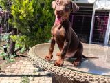 Kızıl King doberman yavru