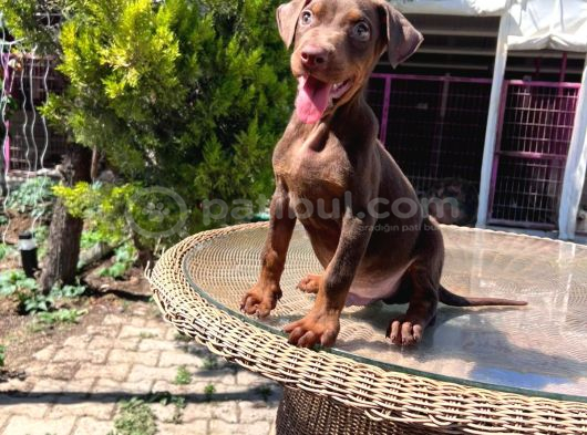 Kızıl King Doberman Yavru