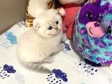 British Shorthair Silver Point Yavrular