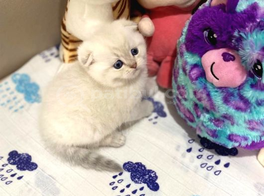 British Shorthair Silver Point Yavrular görsel