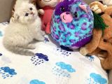 British Shorthair Silver Point Yavrular