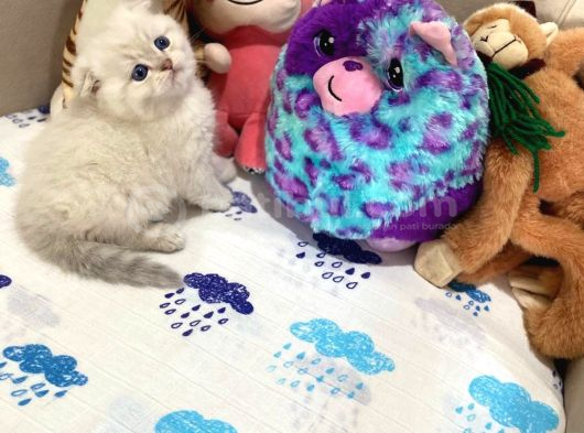 British Shorthair Silver Point Yavrular görsel