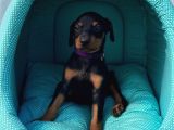 Doberman Yavrular