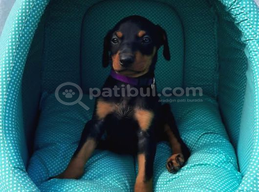 Doberman Yavrular görsel
