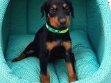 Doberman Yavrular