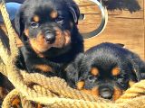 Koca kafalar rottweiler yavrular