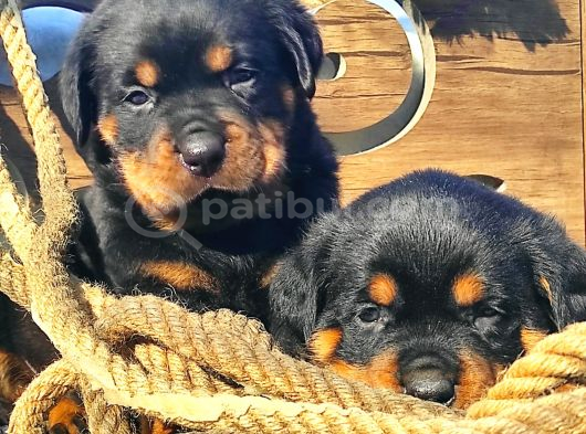 Koca kafalar rottweiler yavrular