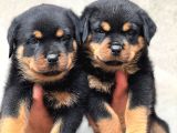 Koca Kafalar Rottweiler Yavrular