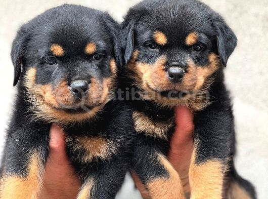 Koca Kafalar Rottweiler Yavrular görsel