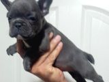 Blue French Bulldog yavrular