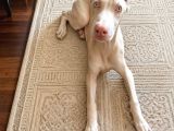 Albi̇no Dobermanimiz Yeni̇ Sahi̇bi̇ni̇ Ariyor