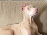Albi̇no Dobermanimiz Yeni̇ Sahi̇bi̇ni̇ Ariyor