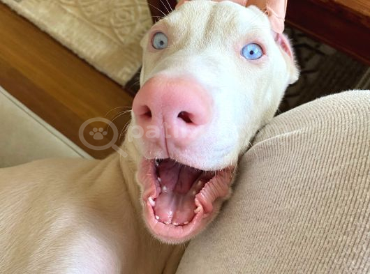 Albi̇no Dobermanimiz Yeni̇ Sahi̇bi̇ni̇ Ariyor