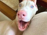 Albi̇no Dobermanimiz Yeni̇ Sahi̇bi̇ni̇ Ariyor