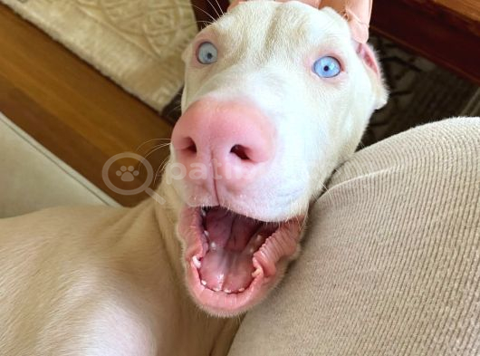 Albi̇no Dobermanimiz Yeni̇ Sahi̇bi̇ni̇ Ariyor görsel