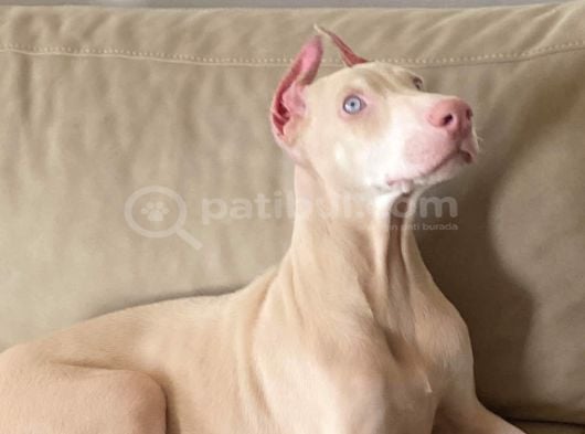 Albi̇no Dobermanimiz Yeni̇ Sahi̇bi̇ni̇ Ariyor görsel