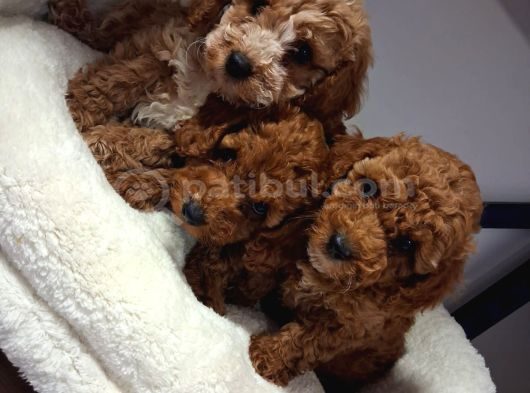 Kalite Tesadüf Değil Tercihtir Poodle Bebeklerimiz görsel