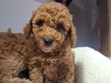Kalite Tesadüf Değil Tercihtir Poodle Bebeklerimiz