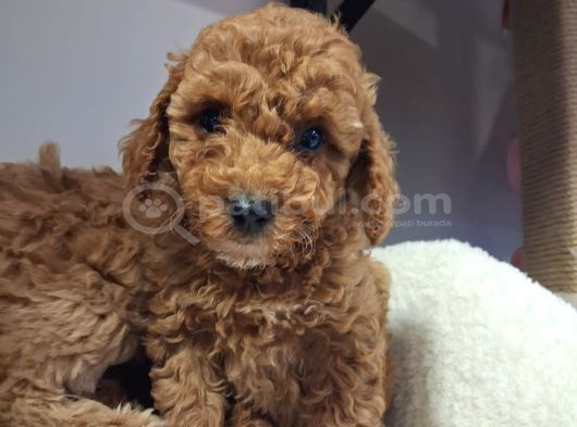 Kalite Tesadüf Değil Tercihtir Poodle Bebeklerimiz görsel
