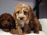 Kalite Tesadüf Değil Tercihtir Poodle Bebeklerimiz