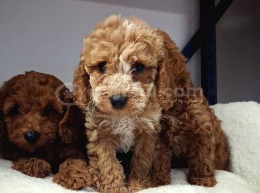 Kalite Tesadüf Değil Tercihtir Poodle Bebeklerimiz görsel