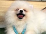 Pomeranian Yavrularımız Hazır