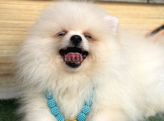 Pomeranian Yavrularımız Hazır görsel