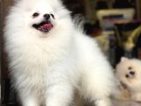 Pomeranian Yavrularımız Hazır