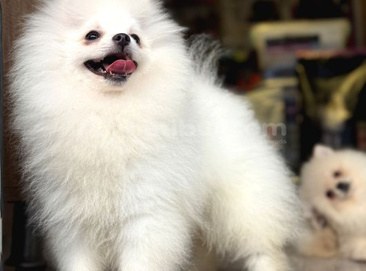 Pomeranian Yavrularımız Hazır görsel