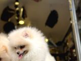 Pomeranian Yavrularımız Hazır