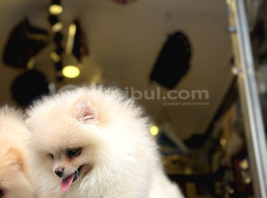 Pomeranian Yavrularımız Hazır görsel
