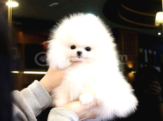 Pomeranian Yavrularımız Için Arayabilirsiniz