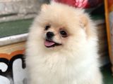 Pomeranian Yavrularımız Hazır